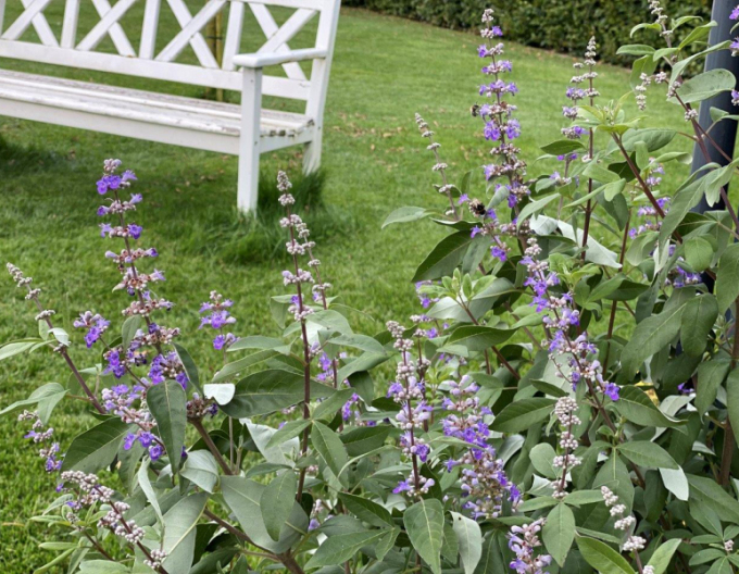 Vitex ’Magical Summertime Blues’