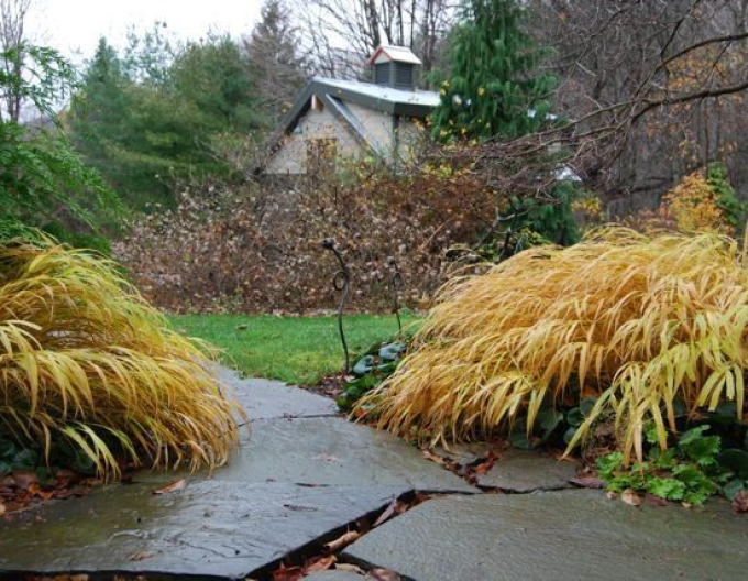 Rákosovka japonská ´Beni Kaze´