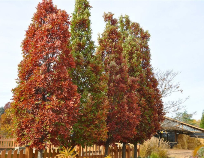 Dub stĺpovitý ´Crimschmidt´