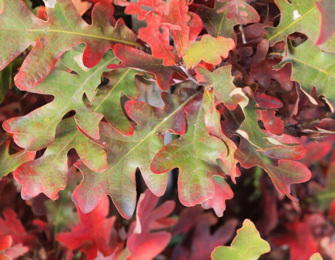 Dub stĺpovitý ´Crimschmidt´