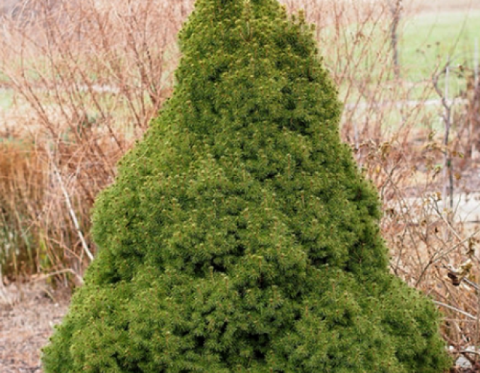 Smrek biely ´Conica´ 100 - 110cm