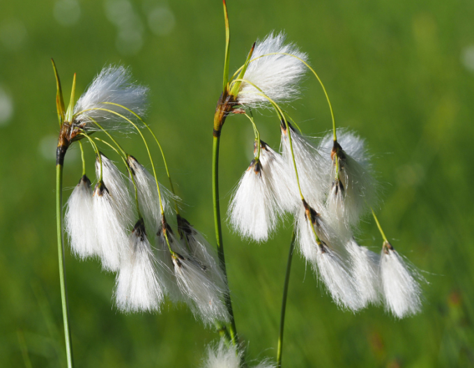 Páperník úzkolistý