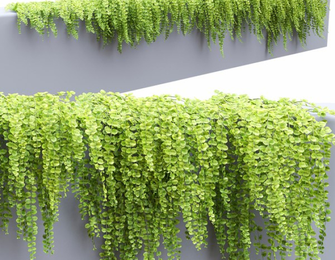 Čerkáč peniažtekový