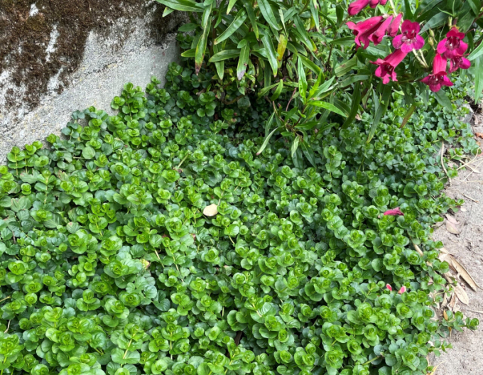 Čerkáč peniažtekový