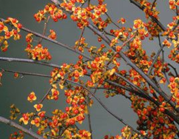 Bršlenec kruhovitý ´Hermaphroditus´