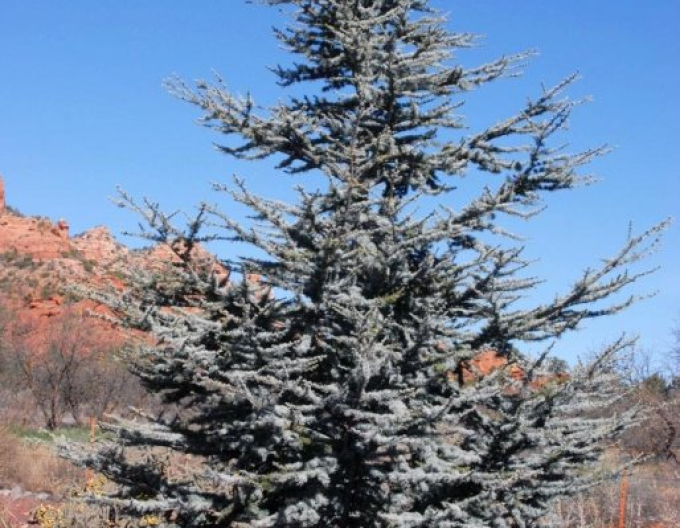 Céder atlantský ´Glauca´