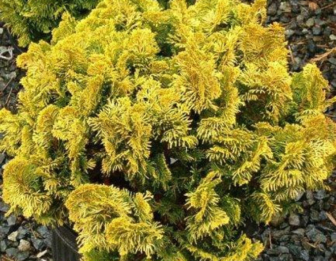 Cypruštek tupolistý ´Aurea Nana´ na kmienku