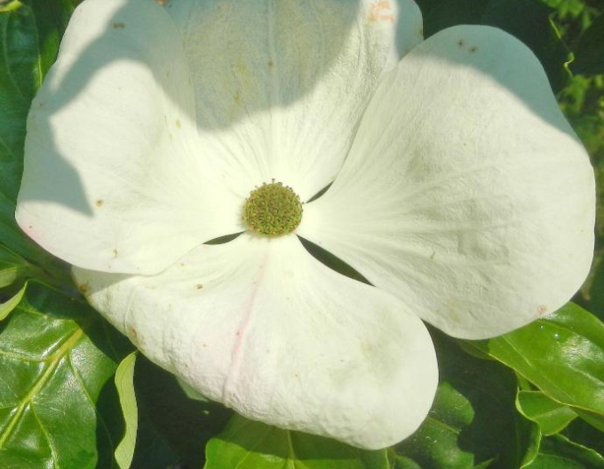 Drieň kousa Robert Select