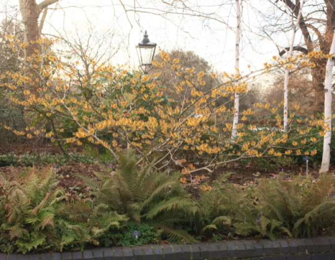 Hamamel prostredný ’Orange Beauty’