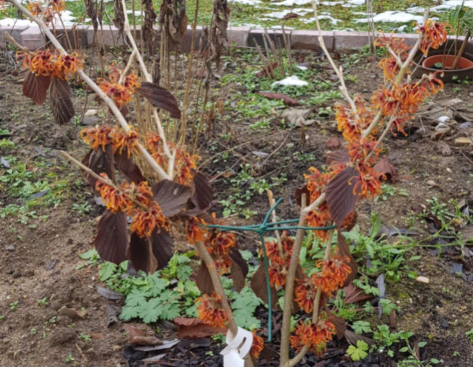 Hamamel prostredný ’Orange Beauty’