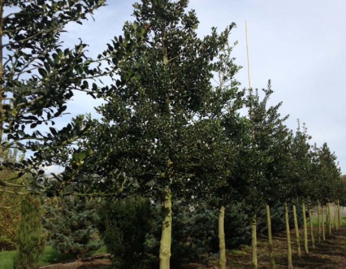 Cezmína ostrolistá na kmienku