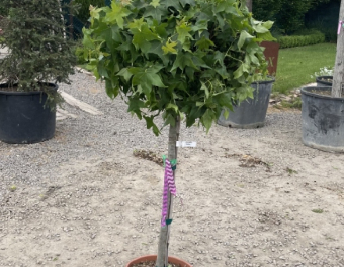 Ambrovník "Gumball" na kmienku