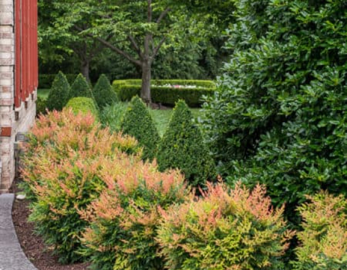 Nandína ´Gulf Stream´