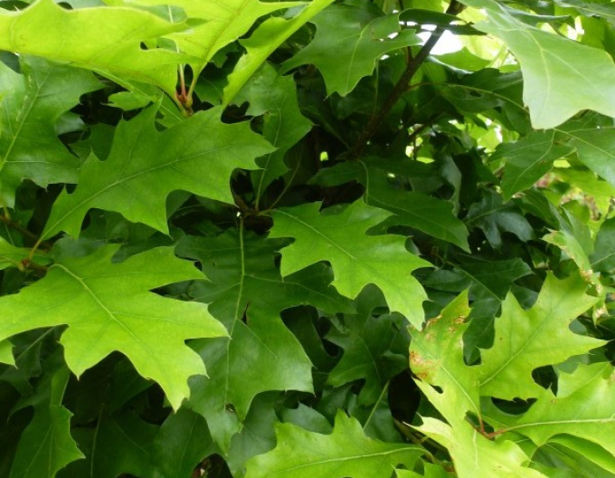 Dub močiarny ´Green Dwarf´