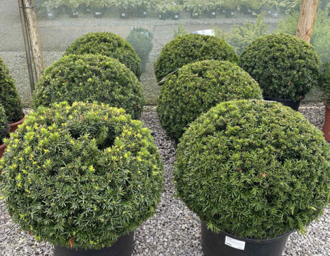 Tis obyčajný Ball - v tvare gule