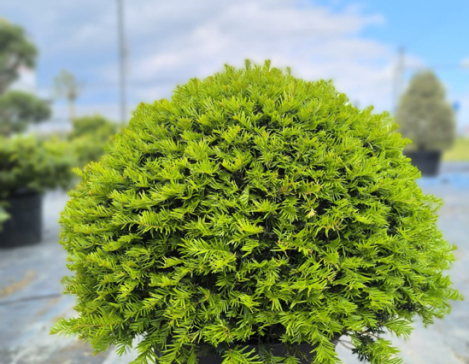 Tis obyčajný Ball - v tvare gule