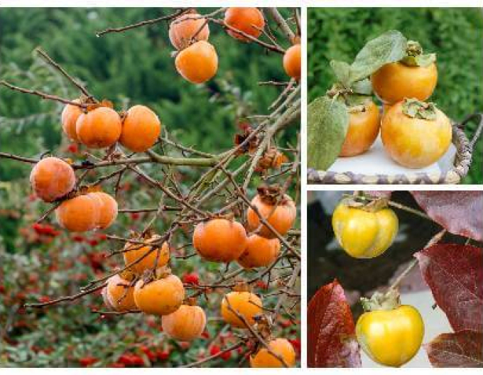 Hurmikaki ´Tipo´ na kmienku 9l