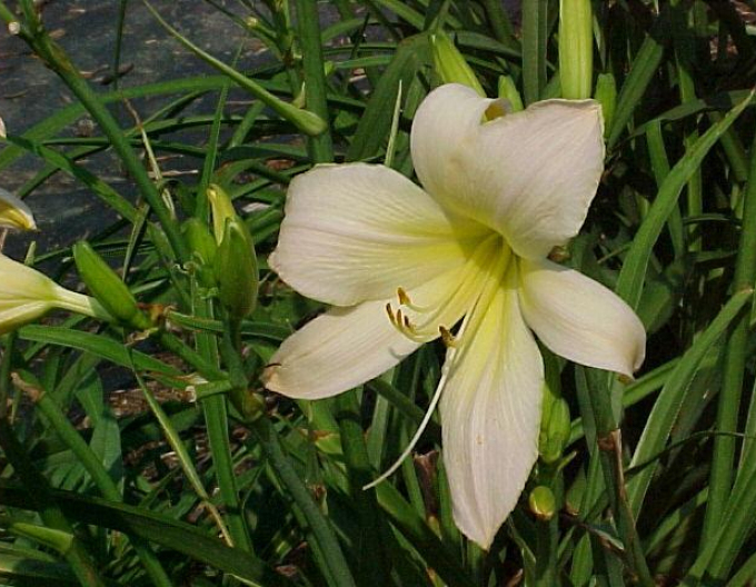 Ľaliovka ´Astolat´