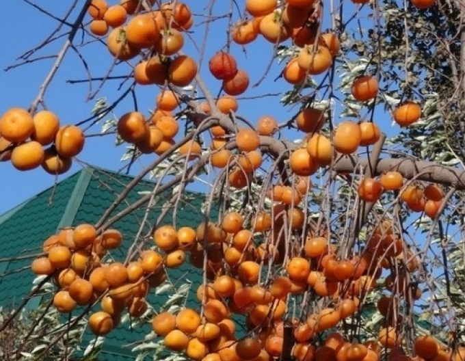 Hurmikaki ´Vaniglia´ na kmienku