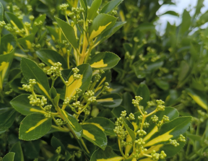 Bršlen japonský ´Livornese´