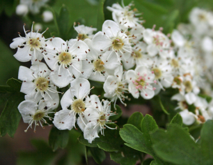 Hloh jednosemenný ´Stricta´