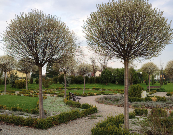 Čerešňa krovitá ´Umbraculifera´ na kmienku 230cm