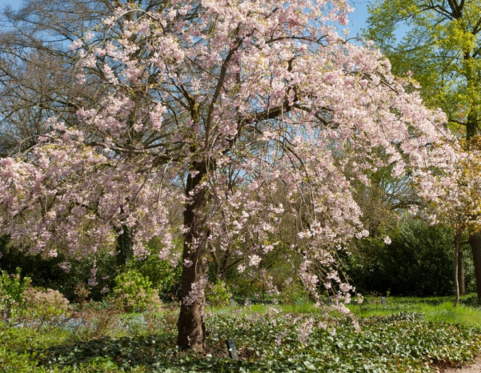 Višňa okrasná ´Pendula Rubra´ (Sakura)
