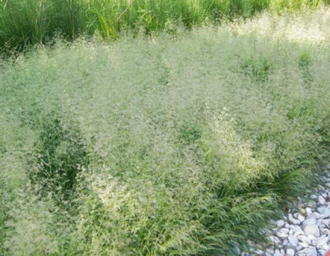 Kraslica prostredná 2l