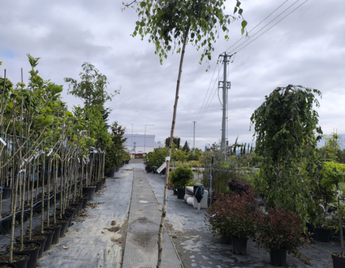 Breza previsnutá ´Youngi´