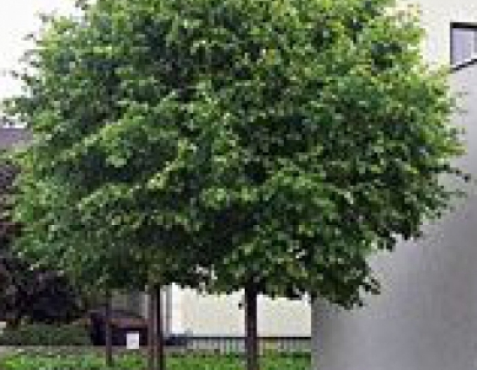 Lipa malolistá ´Green Globe´