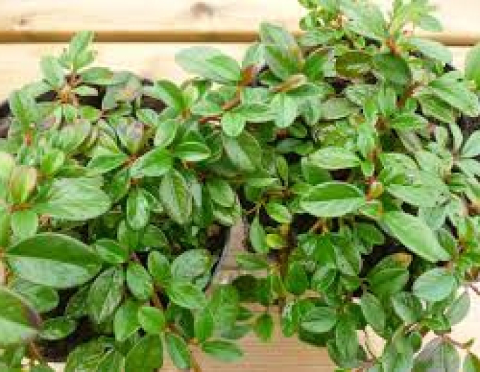 Skalník damerov ’Major’