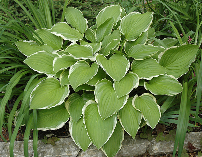 Hosta  ´Sugar and Cream´