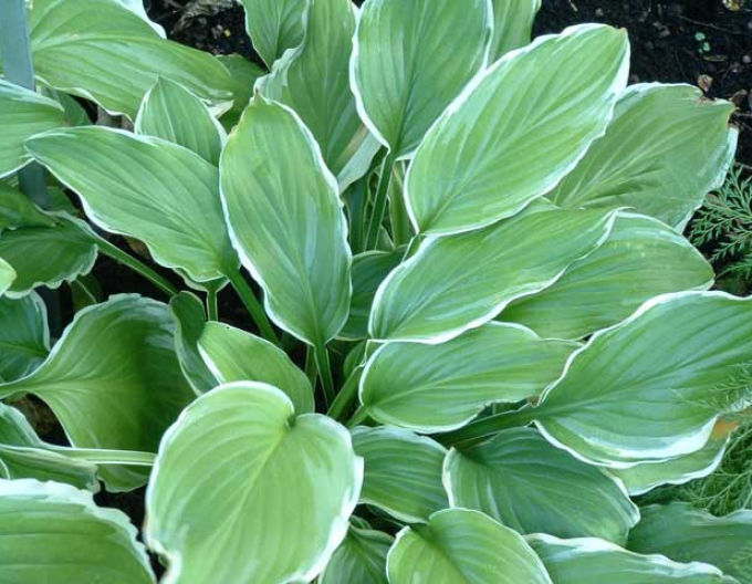 Hosta  ´Sugar and Cream´