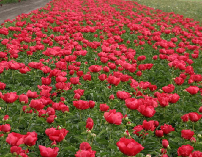 Pivonka čínska ´Blaze´