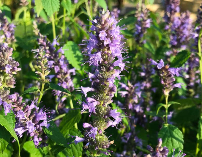 Agastache ´Little Adder´