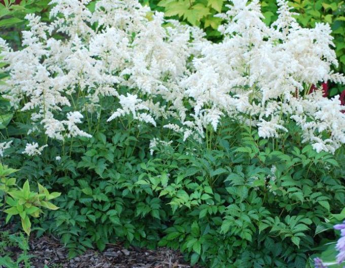 Astilba ’Brautschleier’