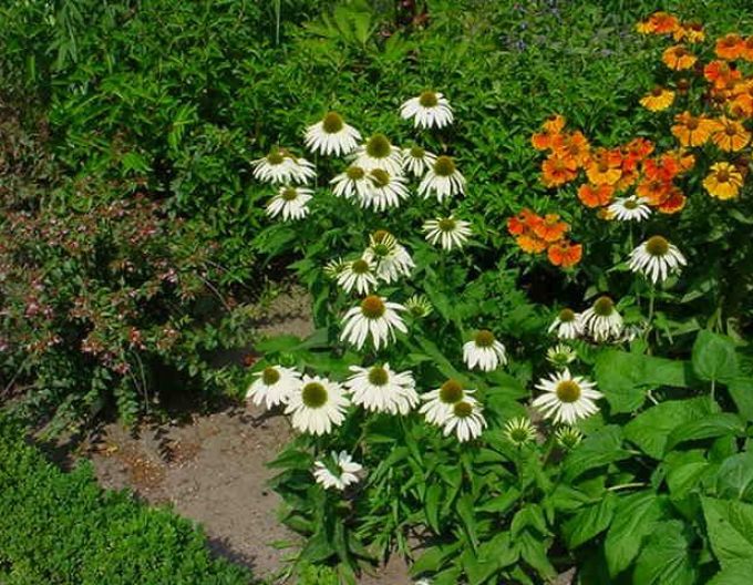 Echinacea ´Alba´