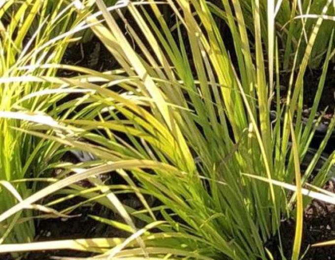 Puškvorec trávolistý ´Golden Delight´ 2l