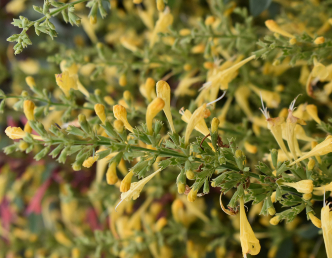 Agastache ´Summerlong  Lemon´
