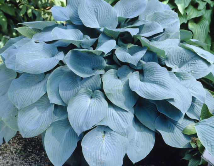 Hosta ´Elegans´