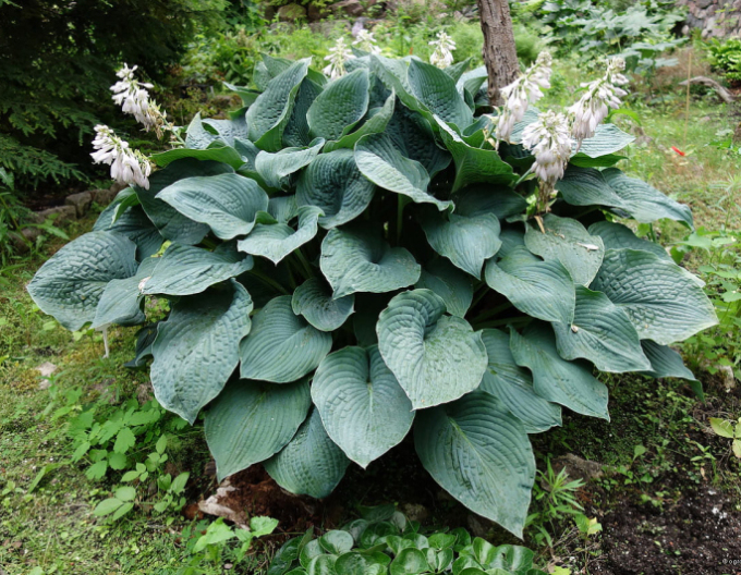 Hosta ´Elegans´