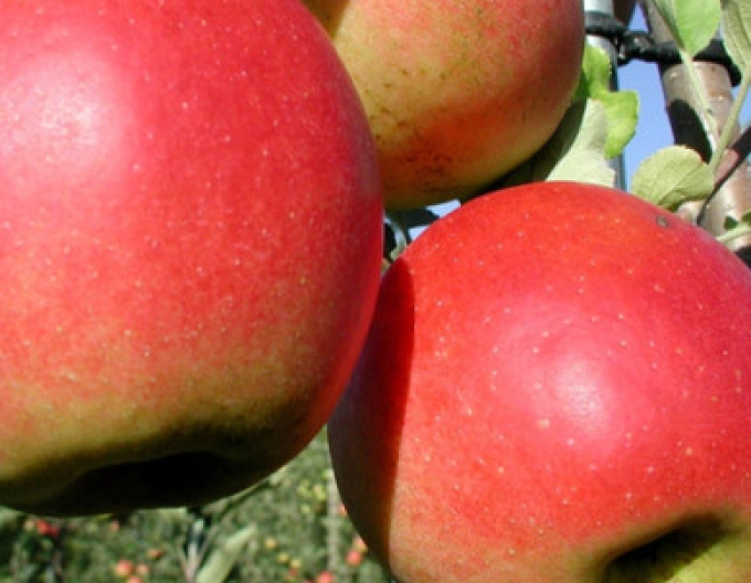 Jabloň ´Prima´ jesenná, podp. MM106, kont. 5l