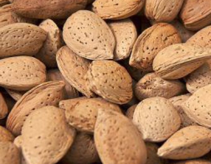 Mandľa ´Vama´, kont. 5l