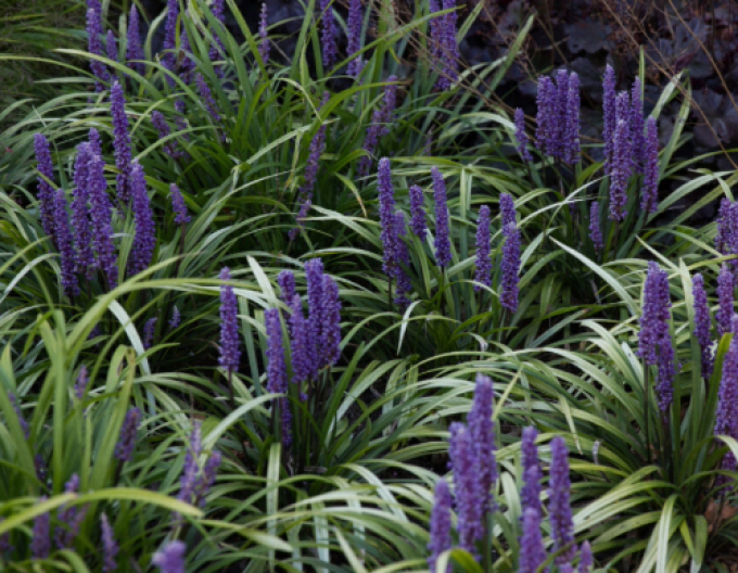 Liriopa modrincová ´Moneymaker´