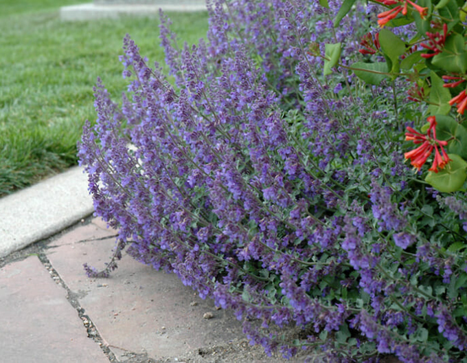 Kocúrnik ´Six Hills Giant´