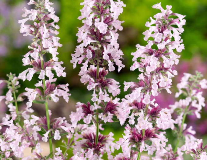 Kocúrnik ´Dawn to Dusk´