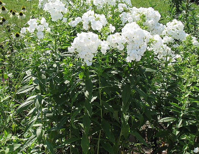 Flox metlinatý David