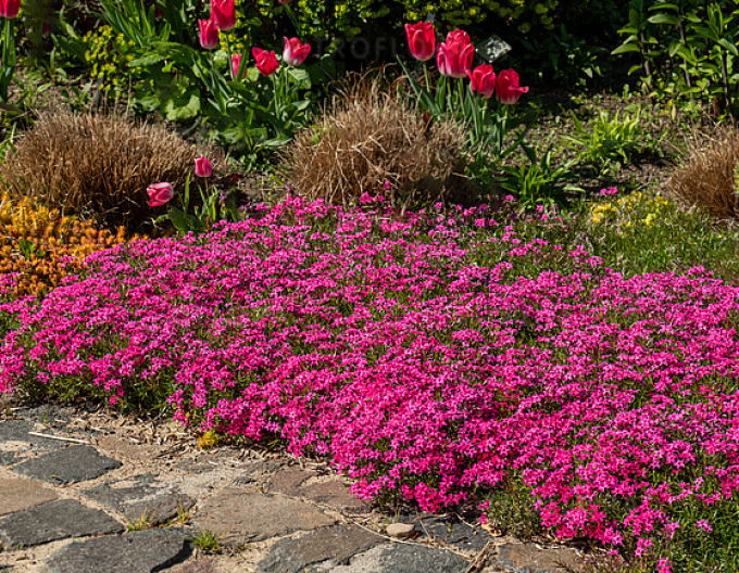 Flox šidlolistý ´Scarlet Flame´