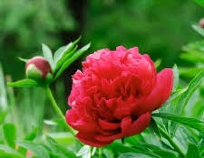 Pivonka čínska ´Inspecteur Lavergne´