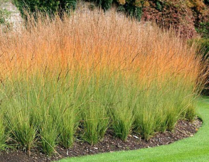 Bezkolenec belasý ´Heidebraut´